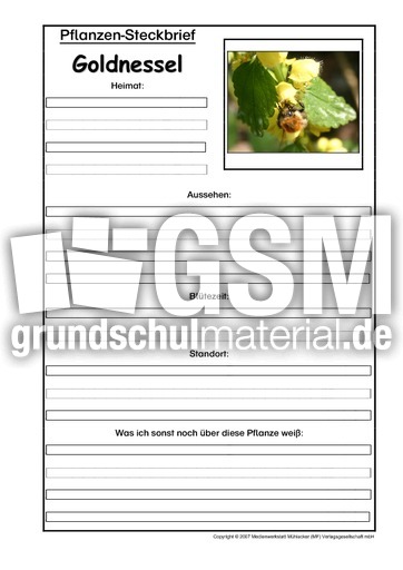 Pflanzensteckbrief-Goldnessel.pdf